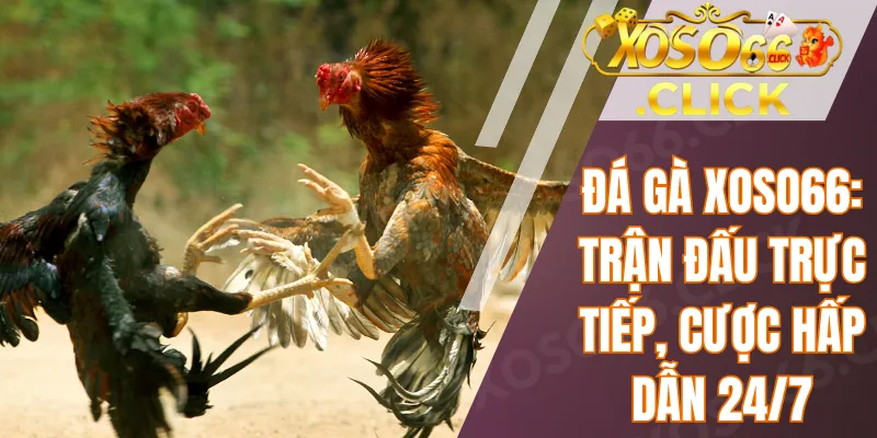 Đá gà Xoso66: Trận đấu trực tiếp, cược hấp dẫn 24/7 1 Đá gà Xoso66